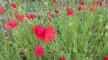 Beautiful red poppies, close up