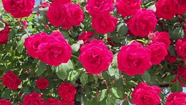 多くの美しい深紅の花でバラの茂みを開花させ 閉じます — ストック動画