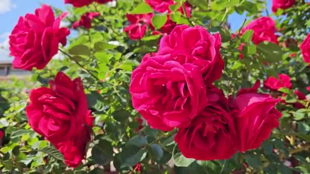 多くの美しい紅色の花でバラの茂みを咲かせます — ストック動画