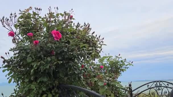 Rosbuske Med Vackra Rosa Blommor Mot Svarta Havet Och Molnig — Stockvideo