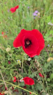 Güzel kırmızı gelincikler ve diğer otlar, yaklaşın.