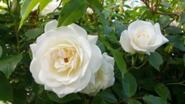 Güzel beyaz gül çiçekleri olan Bush, yaklaş.