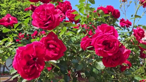 多くの美しい深紅の花でバラの茂みを開花させ 閉じます — ストック動画