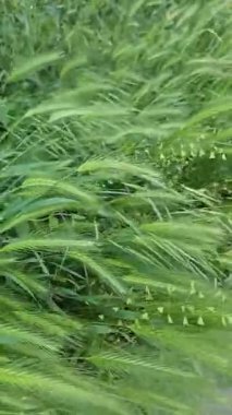 Rüzgarlı havada taze yeşil kulaklar.