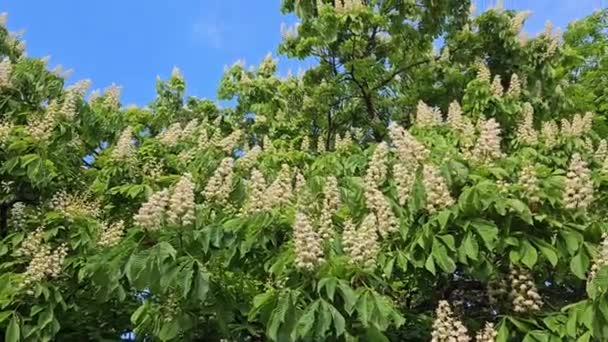 Big Chestnut Boom Met Mooie Witte Bloemen Blauwe Lucht Achtergrond — Stockvideo
