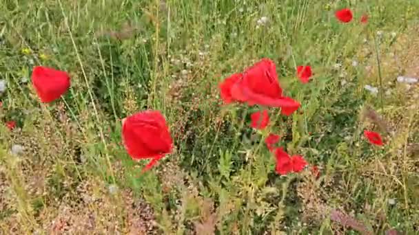 美丽的红罂粟和其他香草 — 图库视频影像