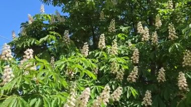 Chestnut branches with beautiful white flowers close up