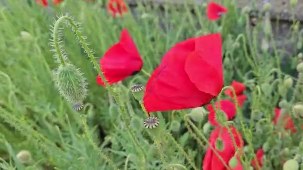 Güzel Parlak Kırmızı Gelincik Çiçeği Kapat — Stok video