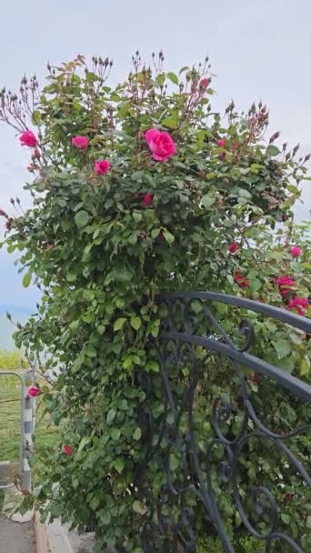 ブルガリアの曇り空に対して美しいピンクの花とバラの茂み — ストック動画