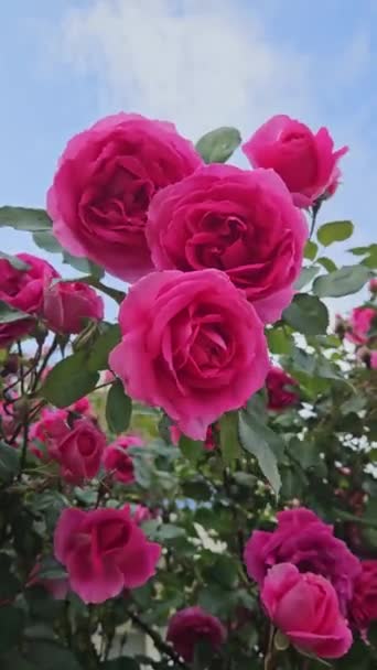 鮮やかな紅色の花を持つブルガリアのバラの茂み 美しい紅色のバラの枝 クローズアップ — ストック動画