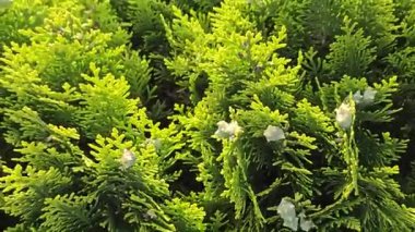 Thuja ağacının parlak yeşil dalları, koni ile, yakın