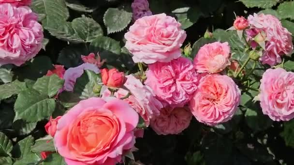 Branch Beautiful Pink Roses Close — ストック動画