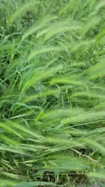 Orejas Verdes Frescas Primer Plano Tiempo Ventoso Primer Plano — Vídeo de stock