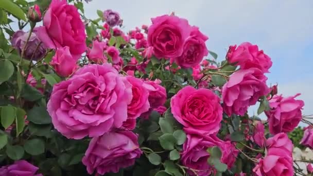 多くの明るい深紅の花を持つブルガリアのバラの茂み クローズアップ — ストック動画