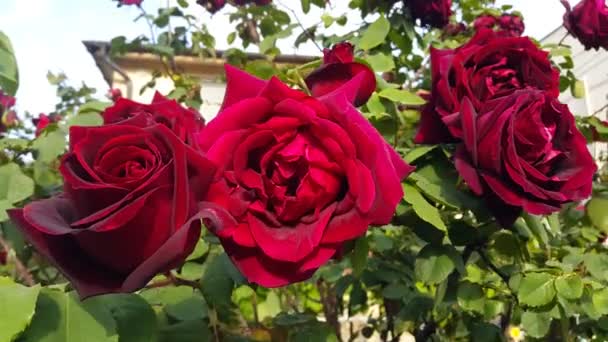 Piękne Jasne Kwiaty Róż Zbliżenie — Wideo stockowe