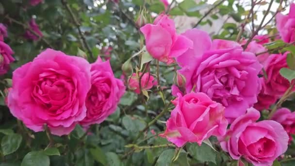 Rózsa Bokor Bulgáriában Fényes Bíbor Virágok Gyönyörű Bíbor Rózsa Közelkép — Stock videók