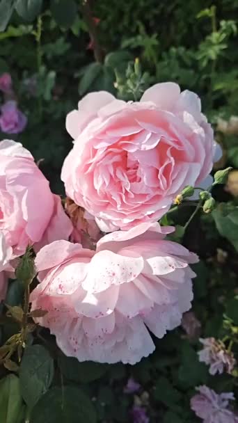 Gałąź Piękne Różowe Róże Tle Błękitnego Nieba — Wideo stockowe