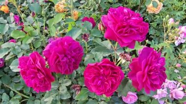 Bir sürü güzel kırmızı çiçekli gül çalısı.