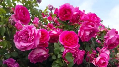 Bir sürü güzel kırmızı çiçekli gül çalısı.