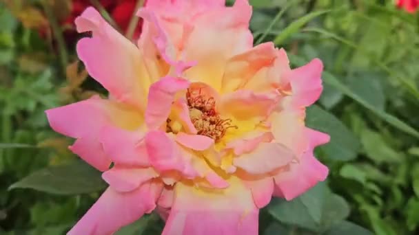 Fiore Bella Rosa Colorata Vicino — Video Stock