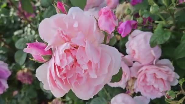 多くの美しい明るいピンクの花でバラの茂みを咲かせます — ストック動画