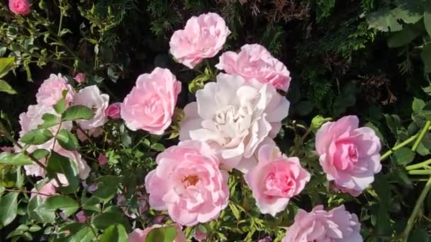 장미꽃 과많은 아름다운 분홍빛 — 비디오