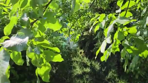 阳光穿透核桃树的枝条 绿叶从风中飘扬 — 图库视频影像