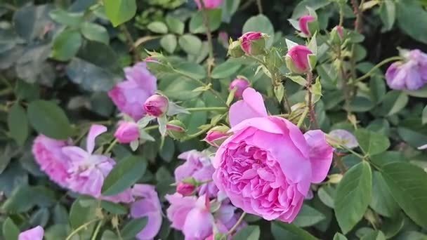绽放的玫瑰丛生 开了许多美丽的粉红色花朵 — 图库视频影像
