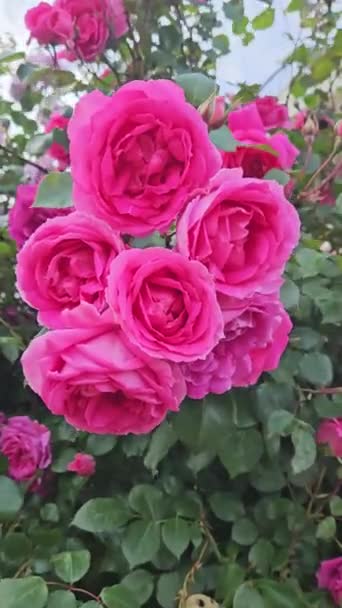 Virágzó Rózsabokor Sok Gyönyörű Bíbor Virággal — Stock videók