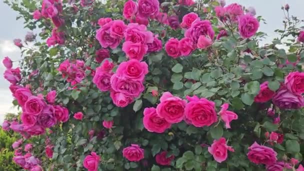 Rose Bush Bulgaria Bright Crimson Flowers Branch Beautiful Crimson Rose — Stock Video