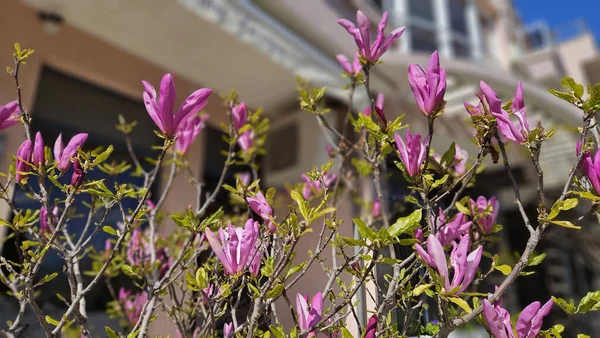 Hermosas Ramas Magnolia Con Flores Color Rosa Brillante Primer Plano — Foto de Stock