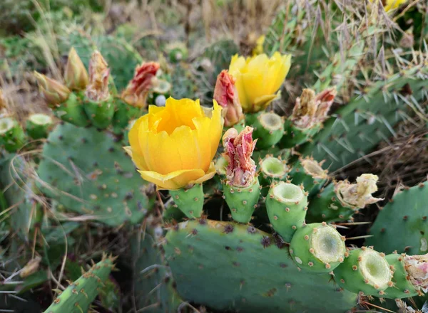 Cactus Floreciente Con Flores Color Amarillo Brillante Espinas Afiladas Primer —  Fotos de Stock
