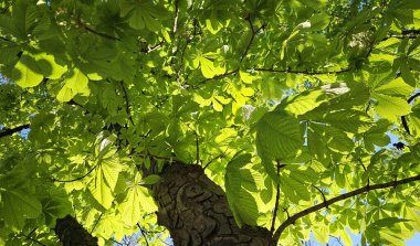 Taze yeşil yapraklı büyük kestane ağacı, dipten manzaraya