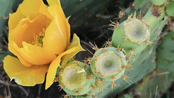 Cactus Floreciente Con Flores Color Amarillo Brillante Espinas Afiladas Primer — Foto de Stock