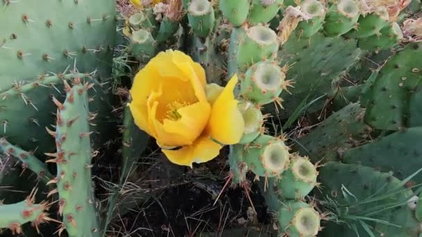 Blommande Kaktus Med Ljusa Gula Blommor Och Skarpa Ryggar Närbild — Stockvideo