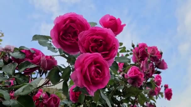 Красивые Ярко Красные Розы Крупным Планом — стоковое видео
