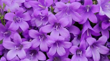 Campanula çan çiçekleri ya da Bluebell çiçekleri ya da kehanet çanı