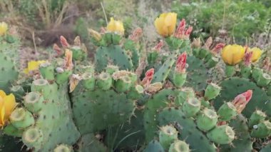 Parlak sarı çiçekleri ve keskin dikenleri olan çiçek açan kaktüsler.