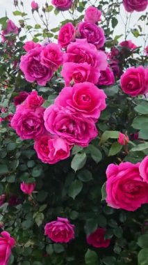 Güzel, parlak kırmızı çiçekli gül dalları, yaklaş