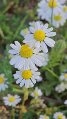 Güzel papatya çiçeği, yakın çekim 