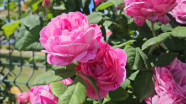 Güzel ince benekli pembe güllerin dalları, yakın plan.