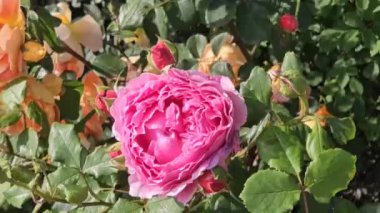 Rüzgarda sallanan güzel çiçekli renkli güllerin dalları, yakın plan