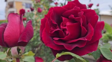 Güzel koyu kırmızı veya burgeon rose, yakın çekim