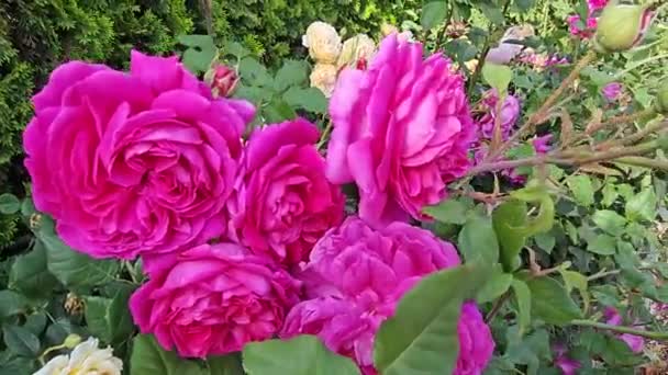 美しい明るいクリムゾン花とバラの枝 閉じる — ストック動画