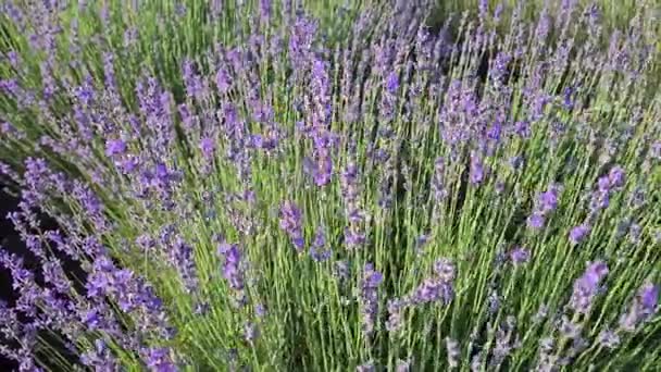 Beautiful Lavender Flowers Close — Stock Video