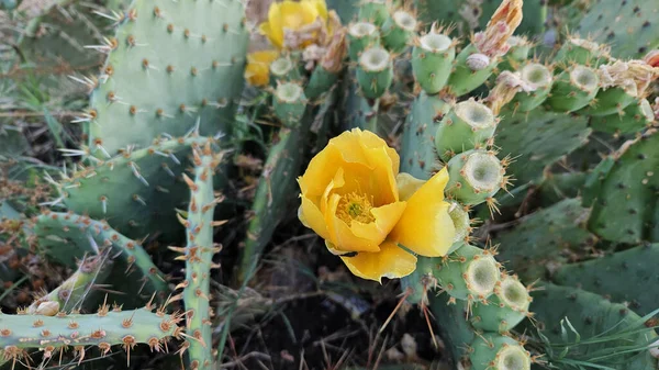Cactus Floreciente Con Flores Color Amarillo Brillante Espinas Afiladas Primer —  Fotos de Stock