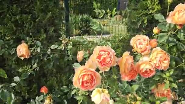 Branches Rose Avec Belles Fleurs Balançant Dans Vent — Video