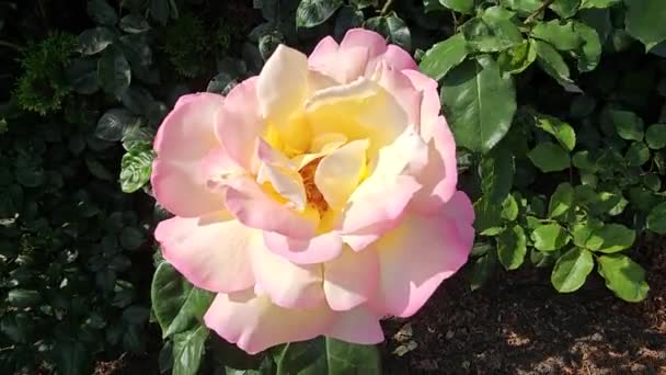 Bellissimo Fiore Rosa Giallo Delicat Rosa Primo Piano — Video Stock