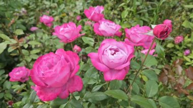 Güzel kırmızı güller, yaklaşın.