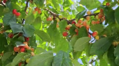 Olgunlaşmış kiraz meyveleriyle dallar mavi gökyüzünde rüzgarda sallanıyor.
